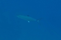 Scomberomorus regalis