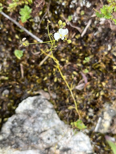 Drosera modesta (Drosera modesta)