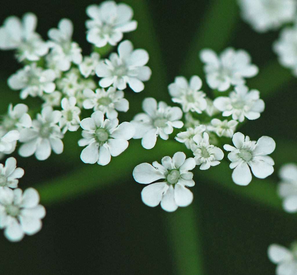 hedge parslies (Apiaceae (Parsley) of the Pacific Northwest) · iNaturalist