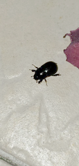 Dyscinetus morator