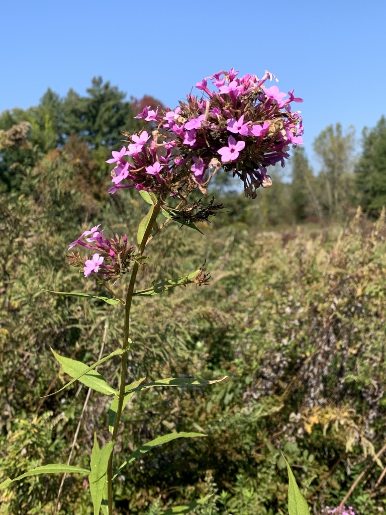 Butterfly bush from Moody Bridge Rd, Hadley, MA, US on October 3, 2023