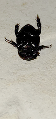 Dyscinetus morator
