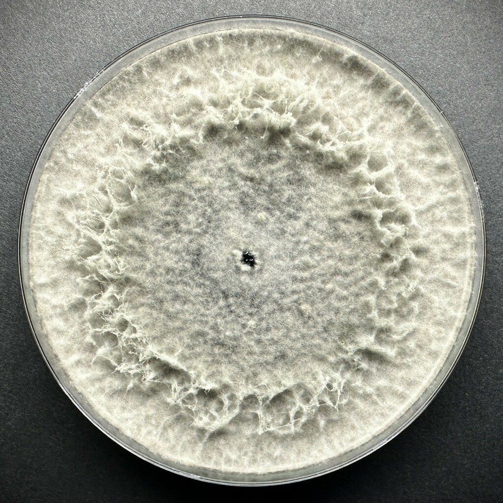 Lasiodiplodia viticola