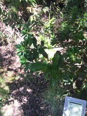 Coprosma ochracea