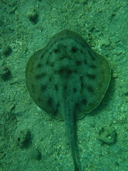 Urobatis maculatus