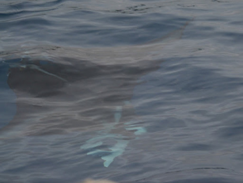 Devil Rays photographed in Hawaii