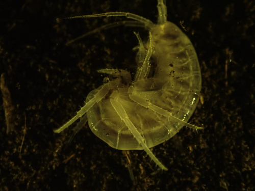 Cave Amphipod