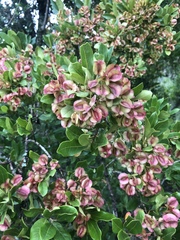 Combretum vendae glabratum