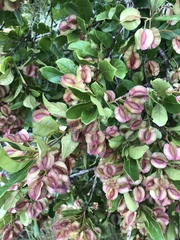 Combretum vendae glabratum