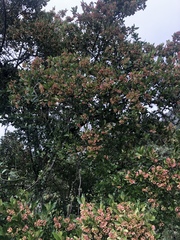 Combretum vendae glabratum