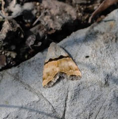 Cobubatha lixiva