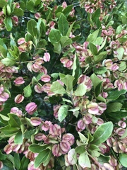 Combretum vendae glabratum