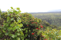 Cheirodendron platyphyllum