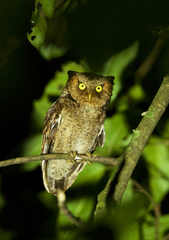 Otus spilocephalus