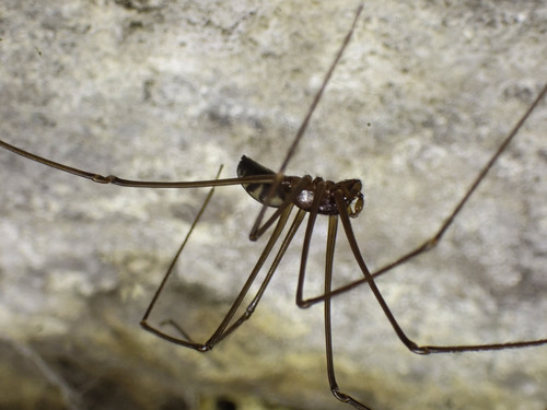 Peninsula False-Violin Spider