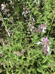 Syncolostemon petiolatus