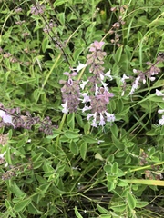 Syncolostemon petiolatus