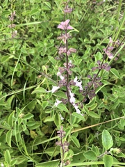 Syncolostemon petiolatus