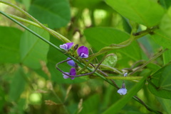 Glycine max soja