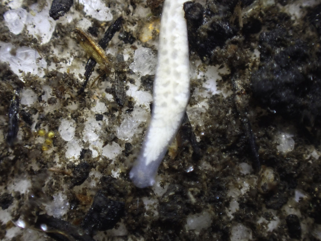 Dugesiidae in October 2023 by Peter Swart · iNaturalist