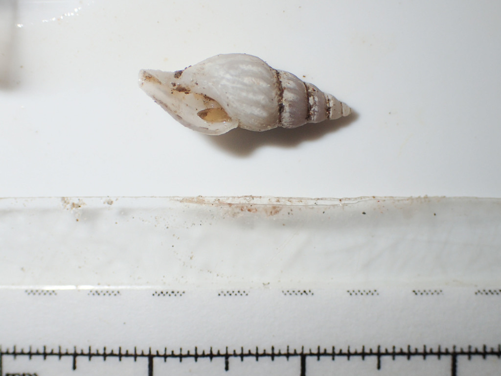 Oenopota pyramidalis