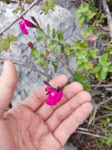 Salvia jamensis