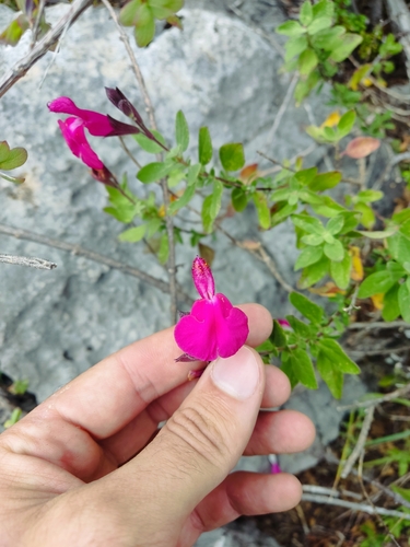Salvia × jamensis, photograph 1