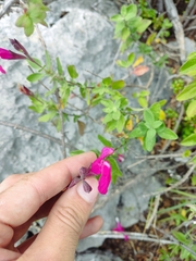 Salvia × jamensis, photograph author not stated, no rights reserved