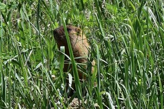 Marmota kastschenkoi