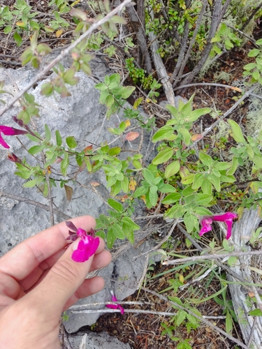 Salvia × jamensis, photograph 3