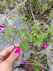 Salvia × jamensis, photograph author not stated, no rights reserved