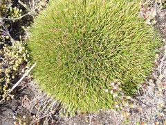Oreobolus obtusangulus obtusangulus