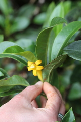 Scaevola glabra