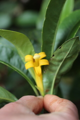 Scaevola glabra