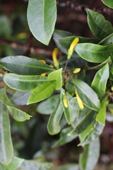 Scaevola glabra