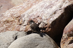 Cinclodes