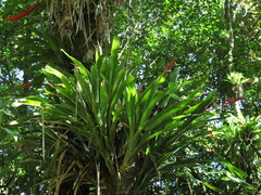 Aechmea wittmackiana