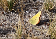 Colias vauthierii