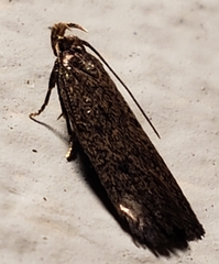 Glyphidocera