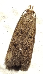 Glyphidocera