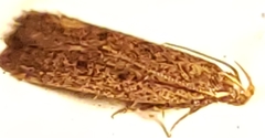 Glyphidocera