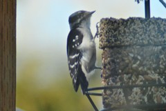 Dryobates pubescens leucurus