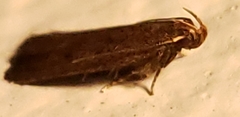 Glyphidocera