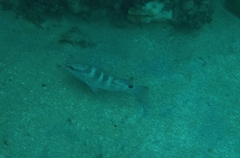 Epinephelus striatus