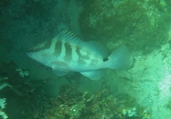 Epinephelus striatus