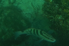 Epinephelus striatus