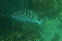 Epinephelus striatus