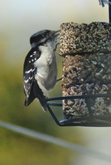 Dryobates pubescens leucurus