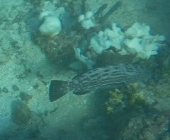 Mycteroperca bonaci
