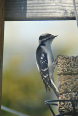 Dryobates pubescens leucurus